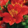 Alstromeria Mars